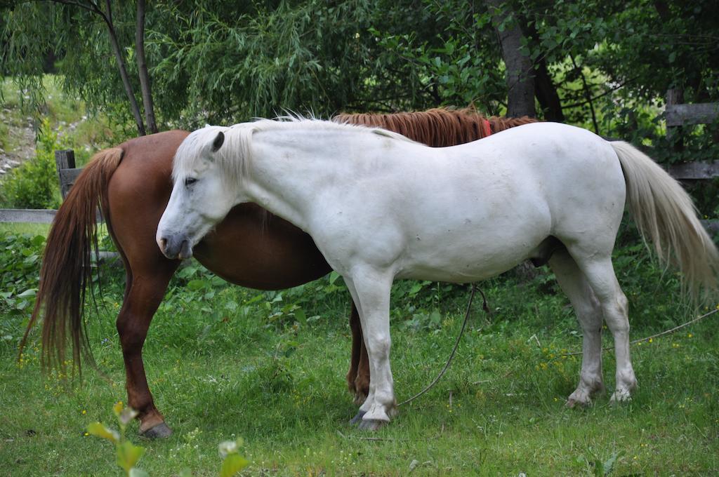 Pensiunea Valahia Brezoi Buitenkant foto