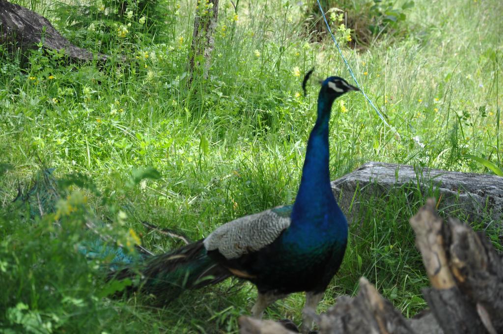 Pensiunea Valahia Brezoi Buitenkant foto